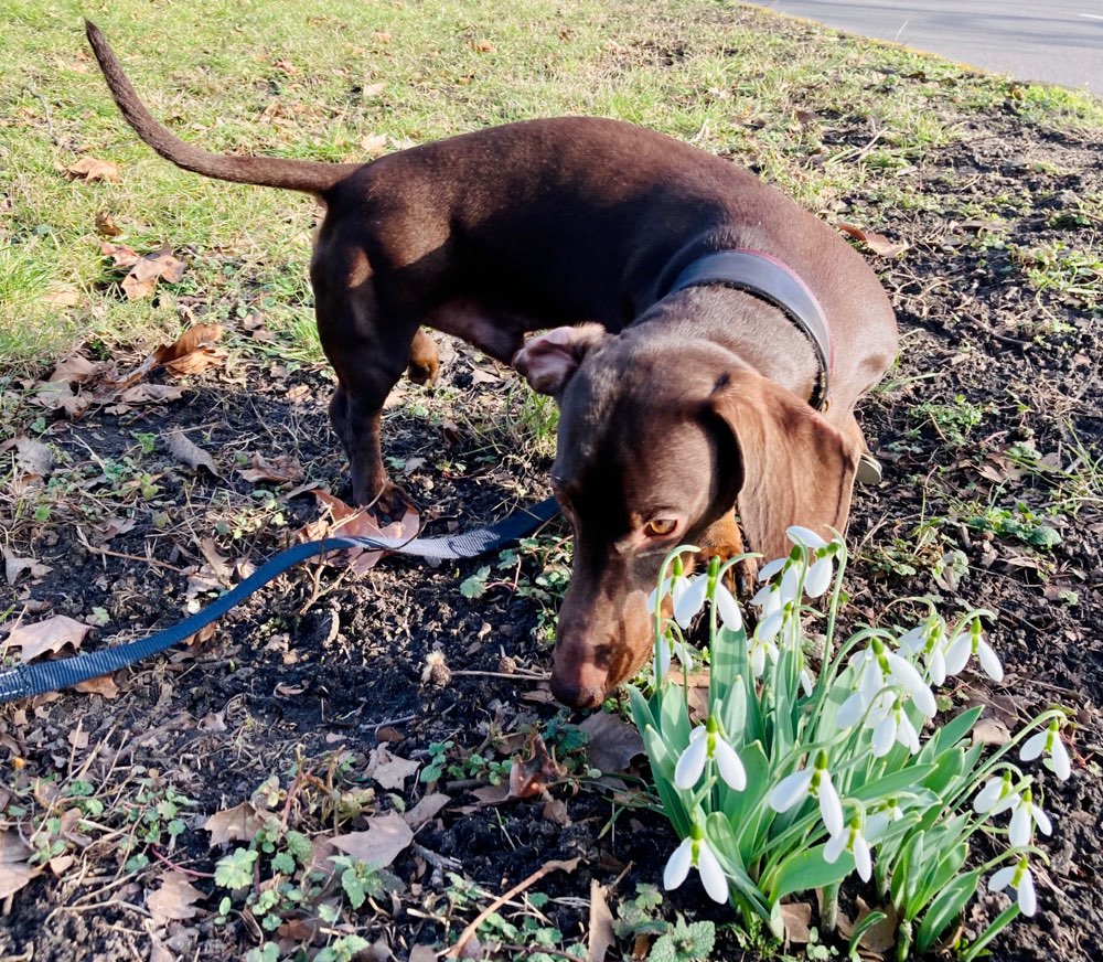 Hundetreffen-Dackel aufgepasst!-Profilbild