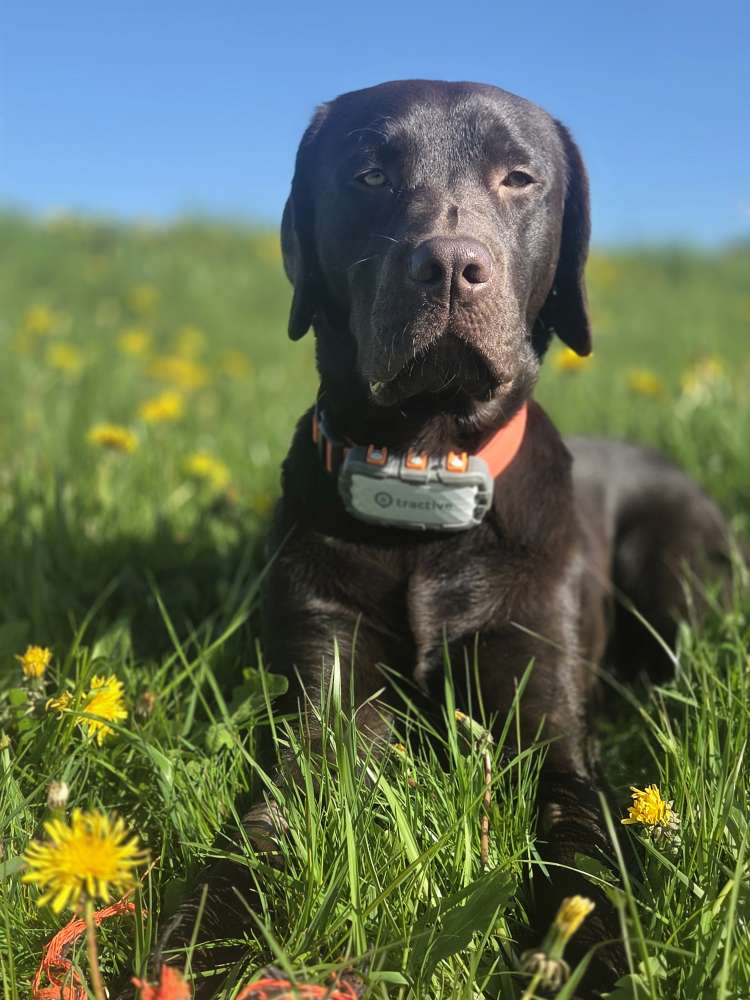 Hundetreffen-Hundebegegnungen / Spaziergang gemeinsam-Profilbild