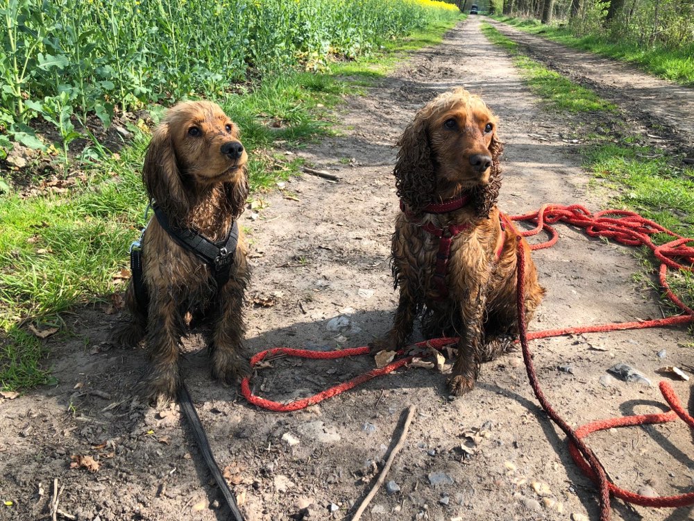 Hundetreffen-Gassi Treff  in Münster  Kreuzviertel / Münster Hiltrup-Profilbild