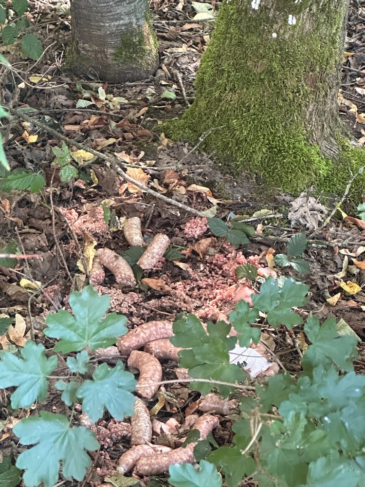 Giftköder-Poison bait,-Profilbild