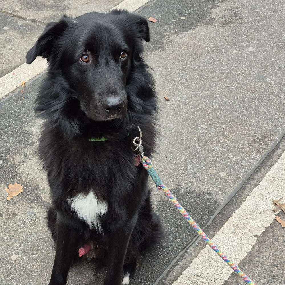 Hundetreffen-Hundetreffen gesucht-Profilbild