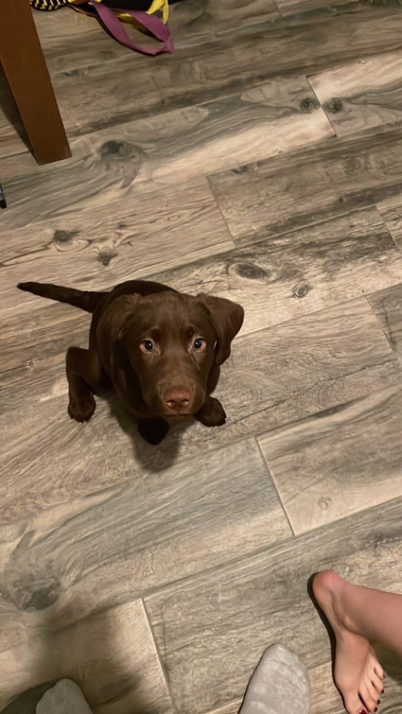 Hundetreffen-Welpen treffen in Schenkendorf und Umgebung-Profilbild