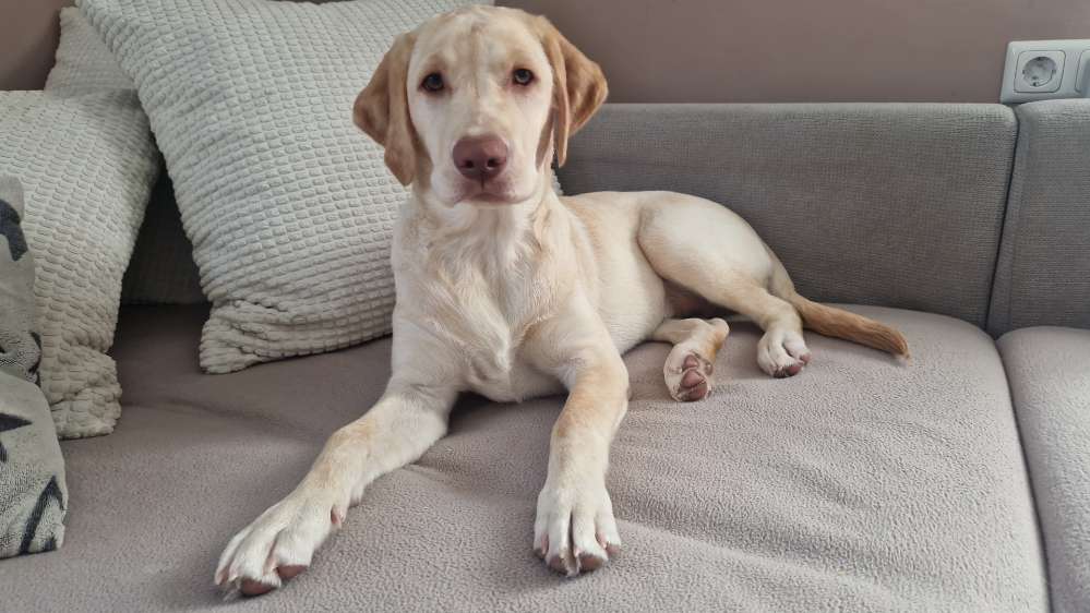 Hundetreffen-Welpen und Junghundetreffen-Profilbild