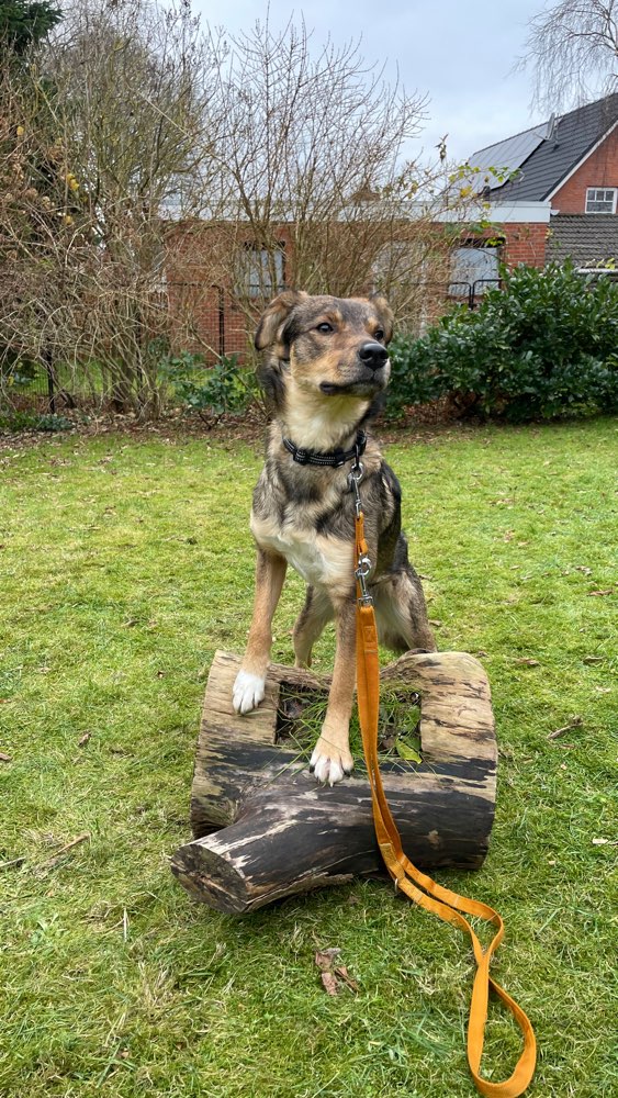 Hundetreffen-Trainings-Begegnungen ohne direkten Kontakt-Profilbild