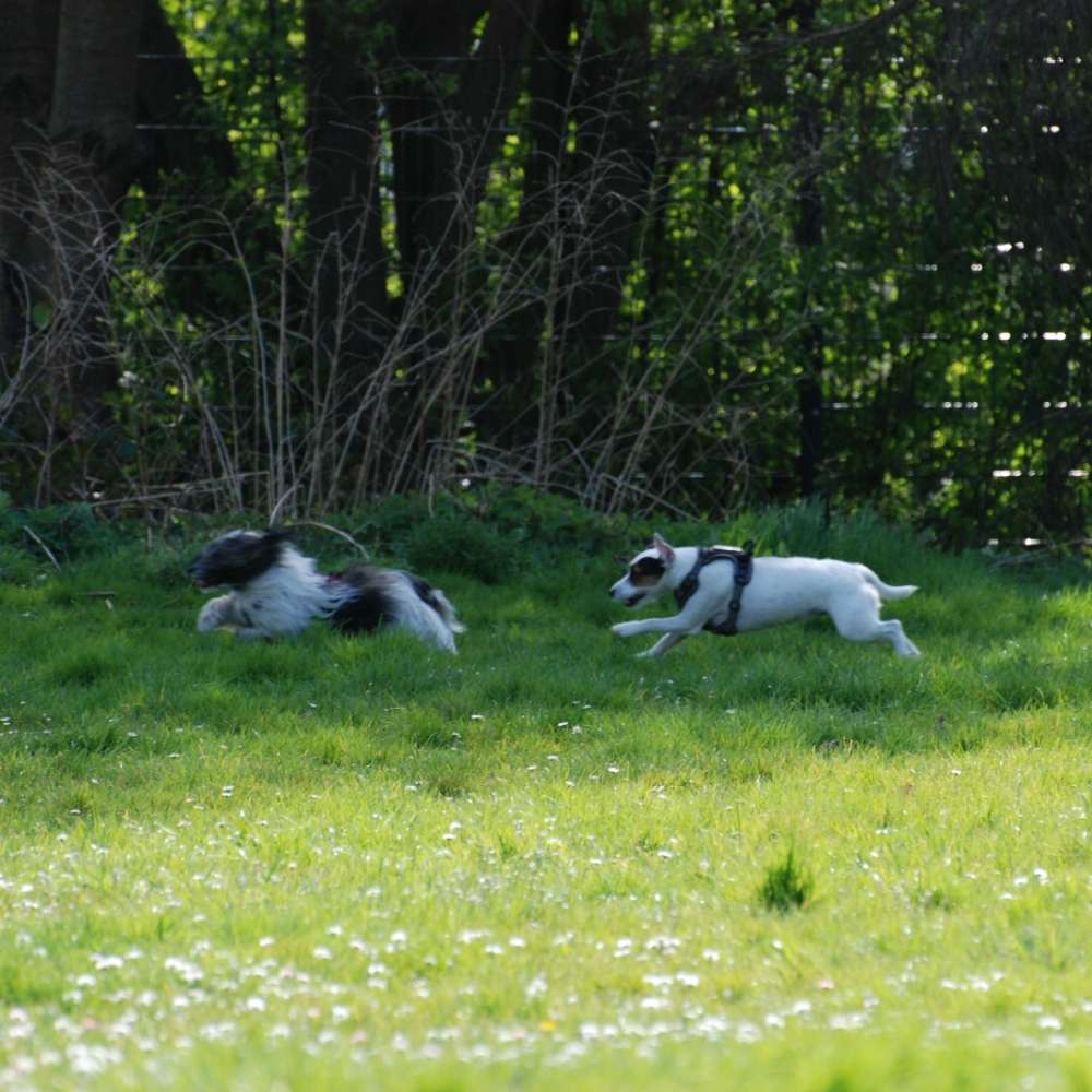 Hundetreffen-Kleinere Hunde Spieltreff (bis 10 kg)-Profilbild