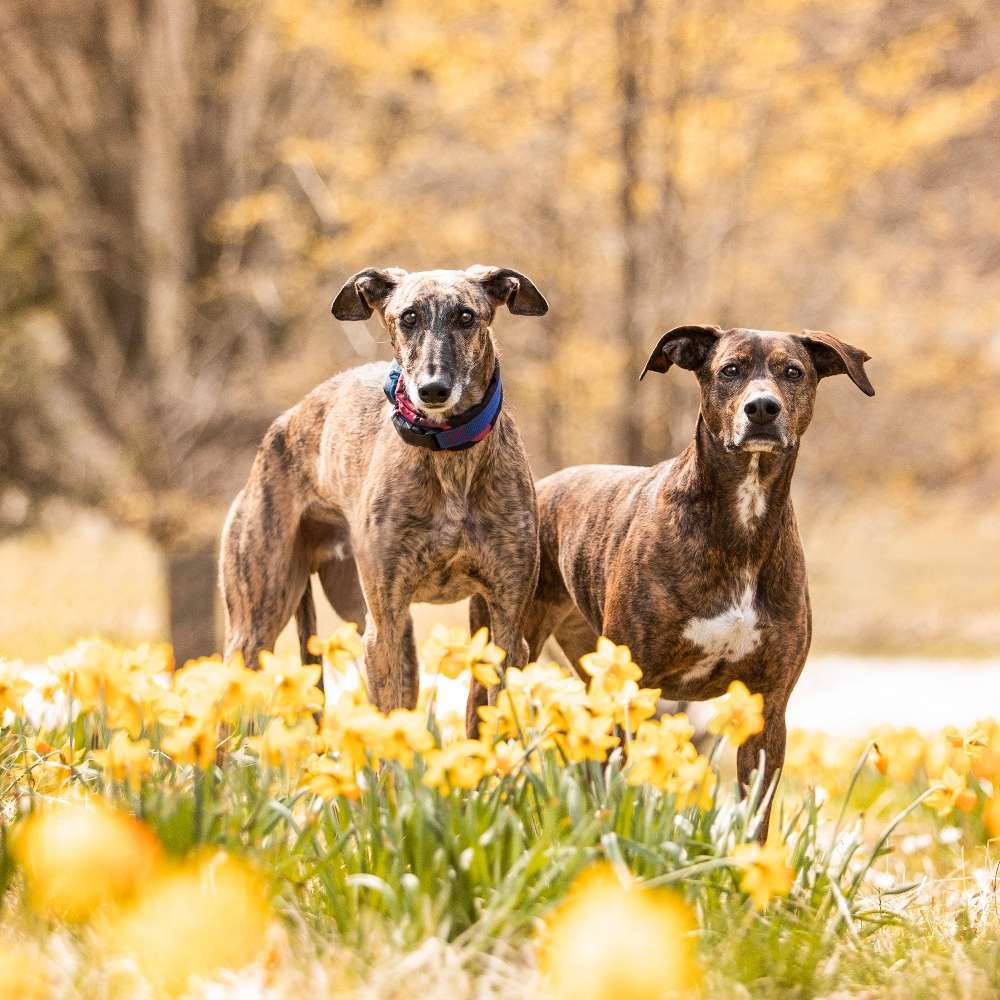 Hundetreffen-Social walk-Profilbild