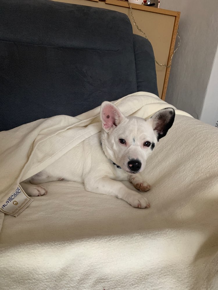 Hundetreffen-Sozial Work klein Hunde bis mittel große Hunde-Profilbild