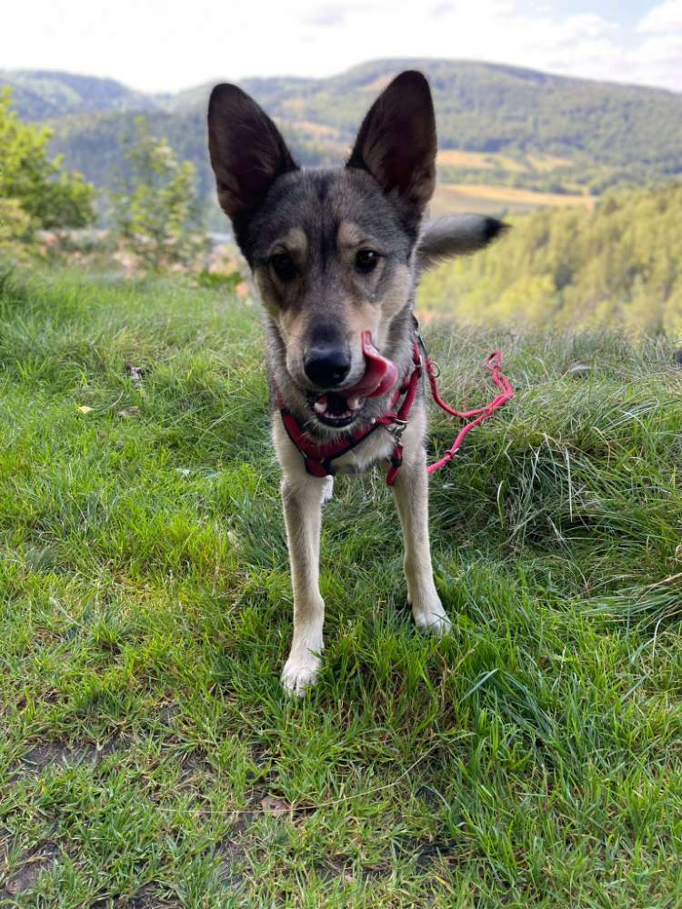 Hundetreffen-Gassi und Spielkumpel gesucht-Profilbild