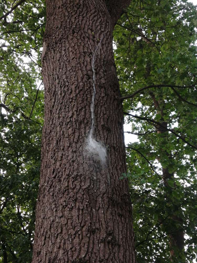 Giftköder-Eichenprozessionsspinner-Profilbild