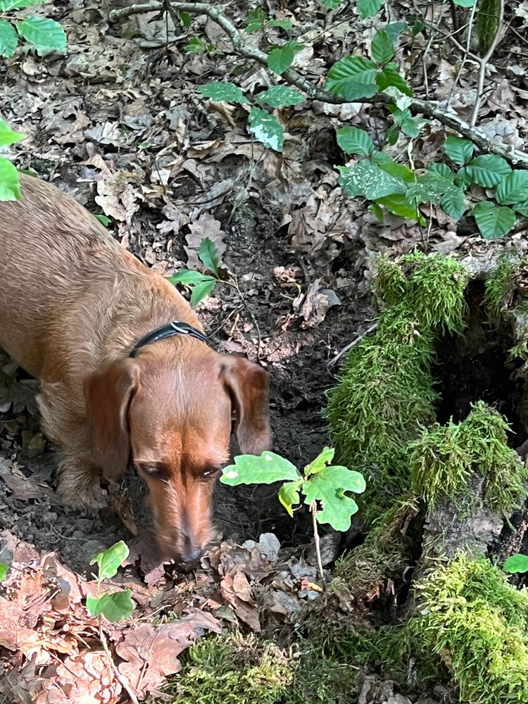 Hundetreffen-Waldspaziergang u.s.w.-Profilbild