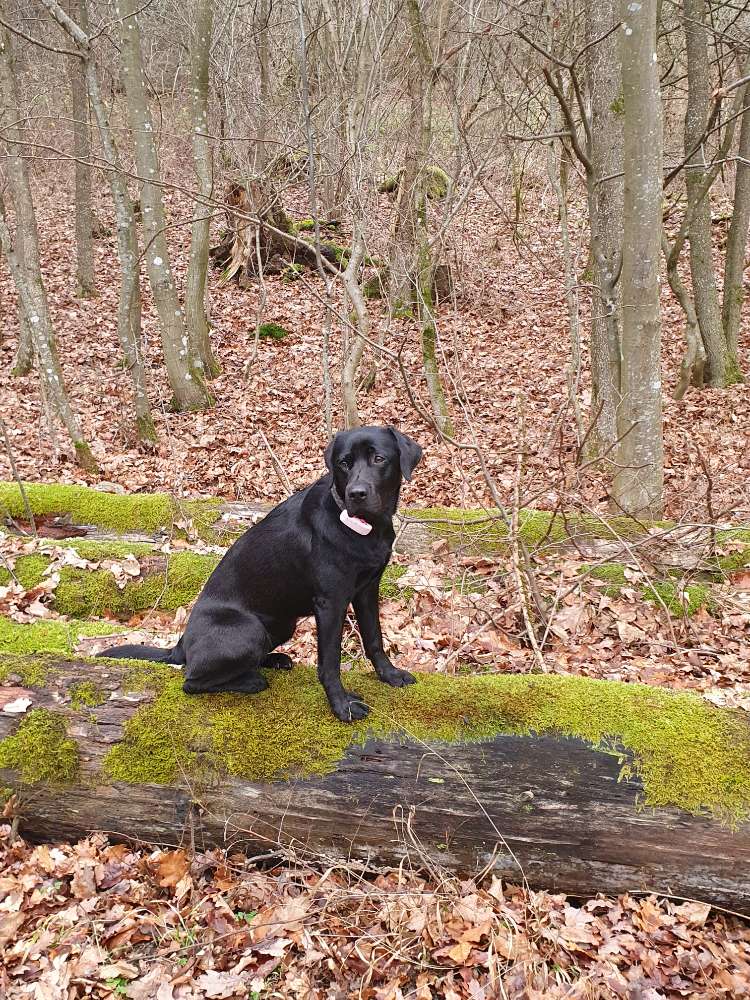 Hundetreffen-Gemeinsames Gassigehen, Spielen und vielleicht auch üben-Profilbild