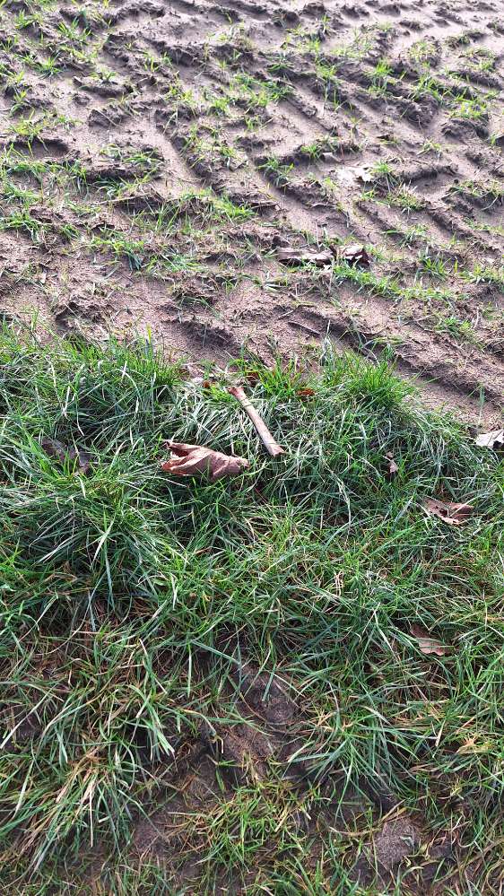 Giftköder-Tierknochen-Profilbild