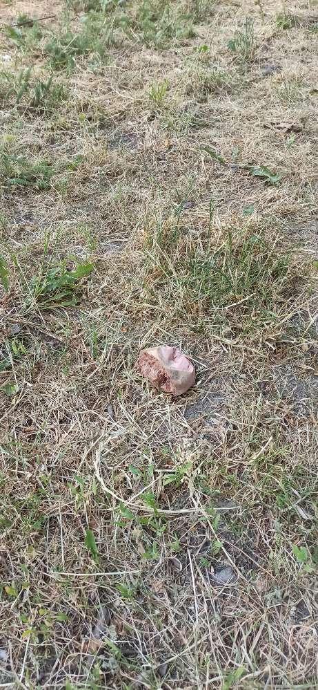 Giftköder-Evtl. Giftköder (altes Stück Leberwurst)-Profilbild