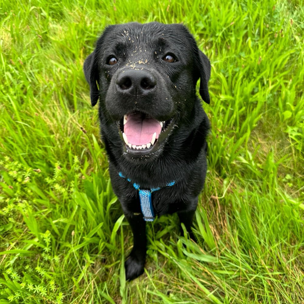 Hundetreffen-Freundschaften knüpfen-Profilbild