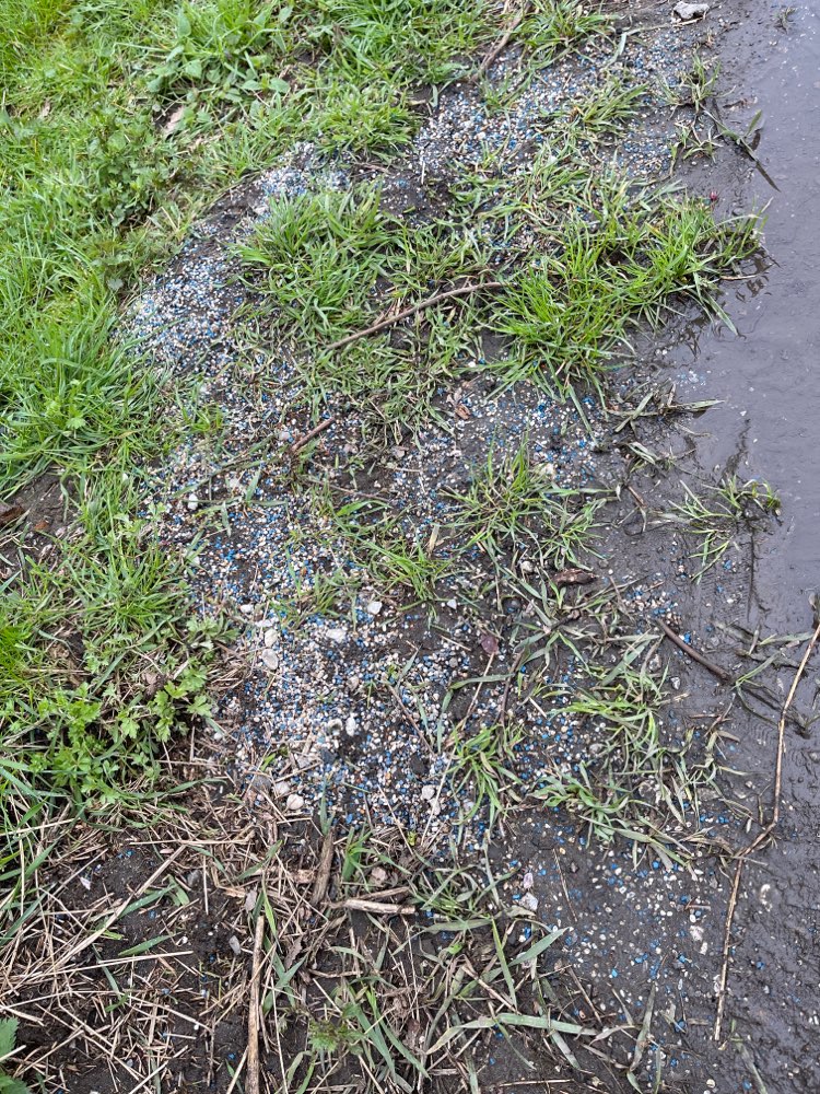 Giftköder-Blaukorn-Profilbild