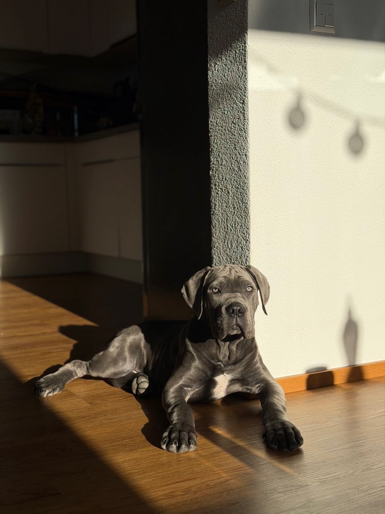 Hundetreffen-Gassi Runde-Profilbild