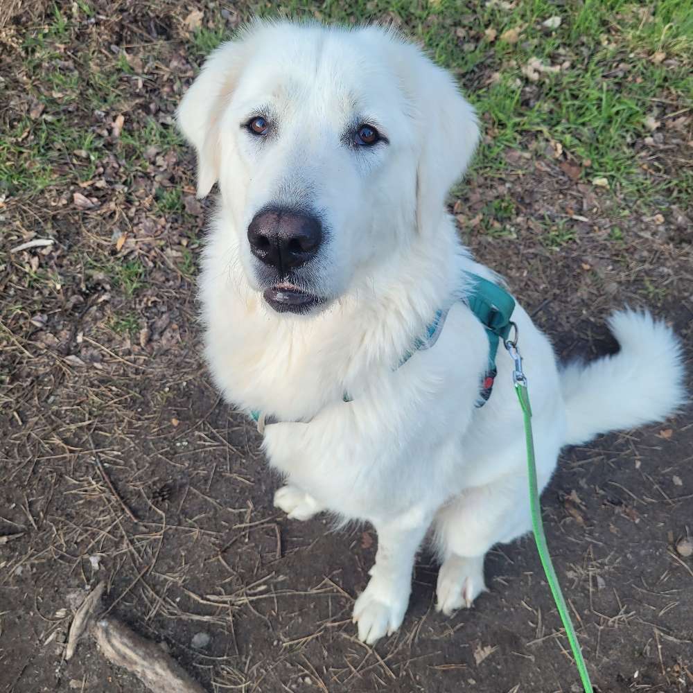 Hundetreffen-Spielen mit Chloe♡-Profilbild