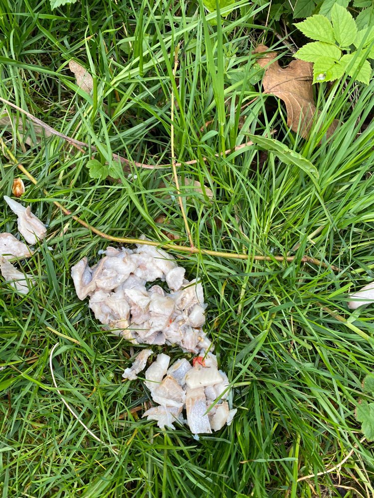 Giftköder-Fischstücke evtl. mit Chili-Profilbild