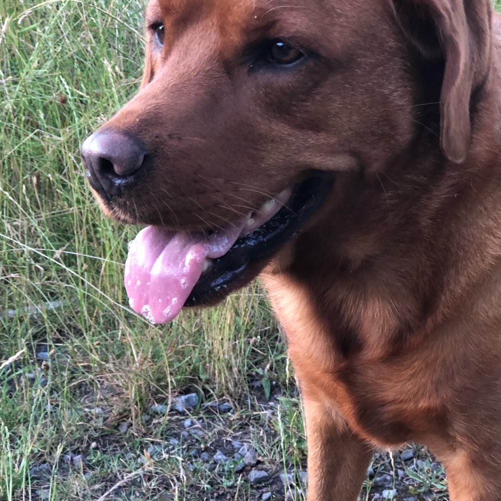 Hundetreffen-Spaziergang-Profilbild