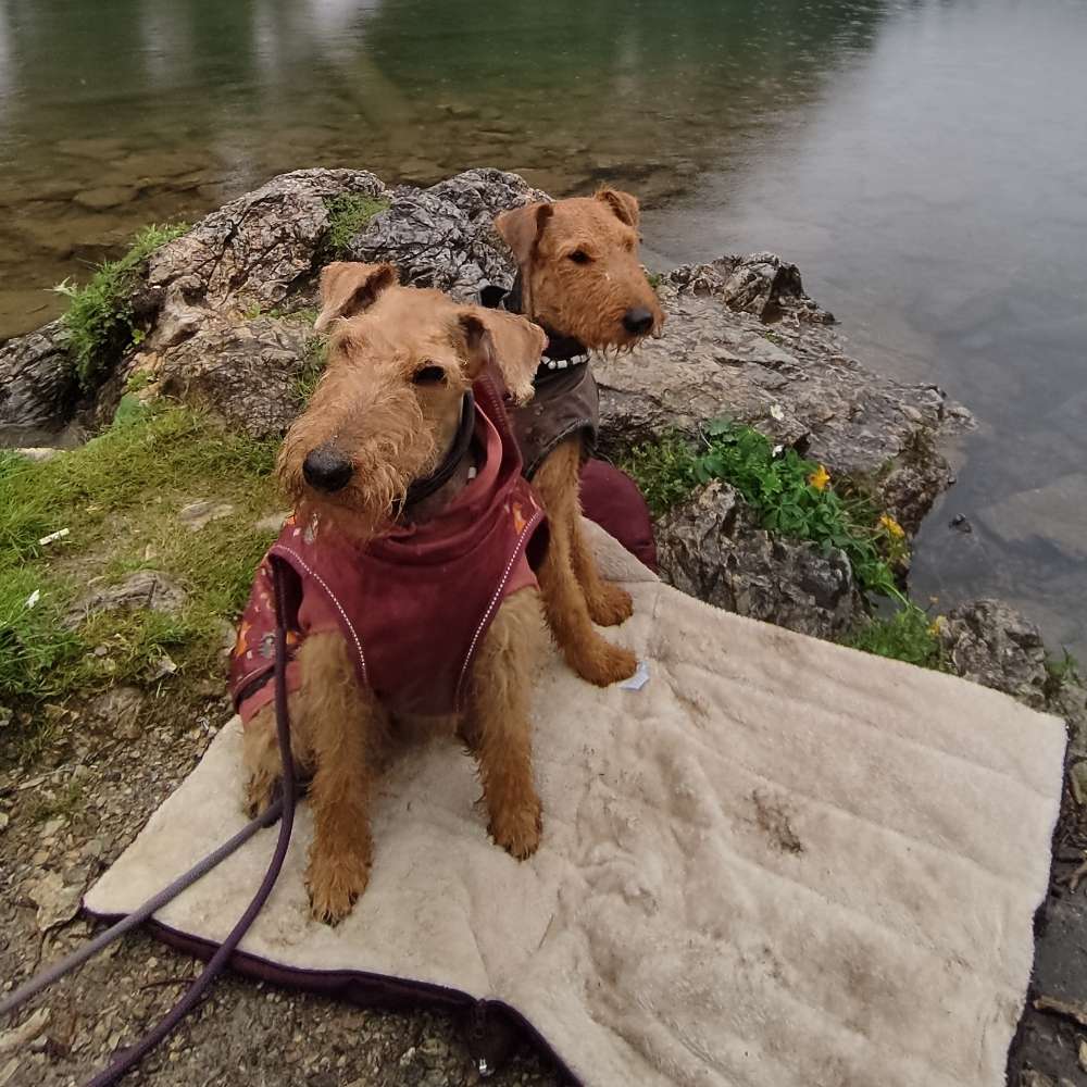 Hundetreffen-Übungs-& Spielrunde-Profilbild