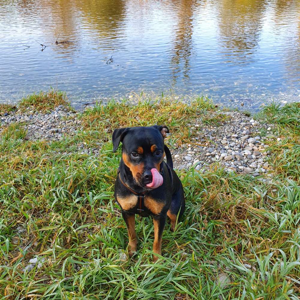 Hundetreffen-Gemeinsame Runde-Profilbild