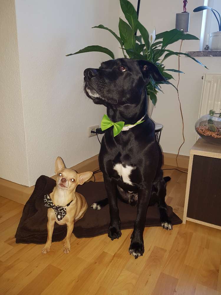 Hundetreffen-Gassirunde-Profilbild