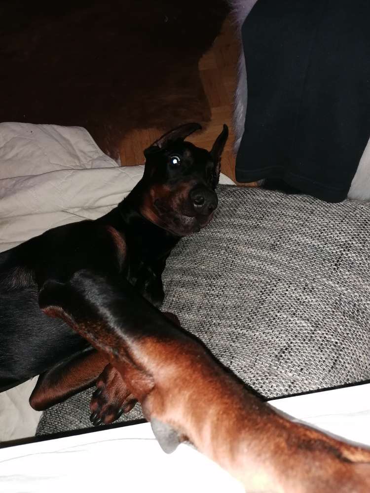 Hundetreffen-Tob dich aus mit Buddy-Profilbild