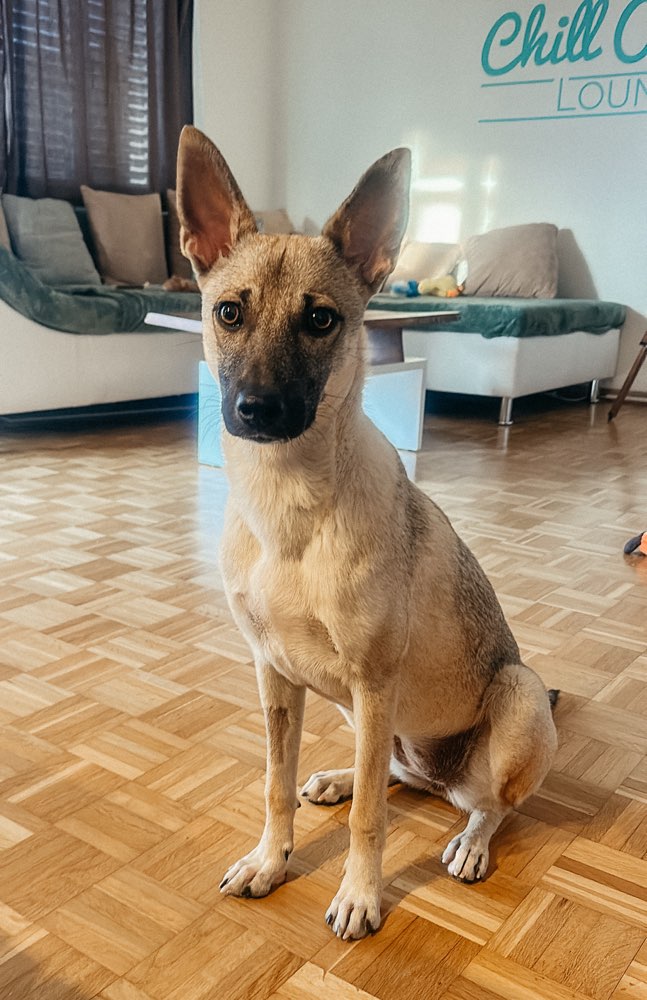 Hundetreffen-Spielrunde mit Junghund-Profilbild