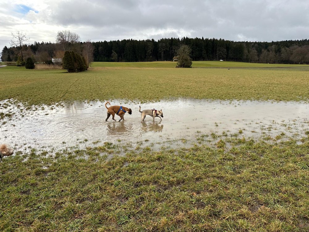 Hundetreffen-Spielgruppe für Junghunde-Profilbild