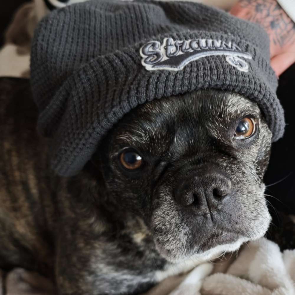 Hundetreffen-Spazierengehen-Profilbild