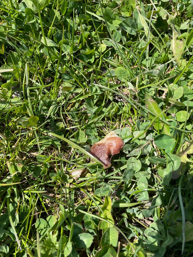 Giftköder-Vermutlich Giftköder!!!!!!-Profilbild