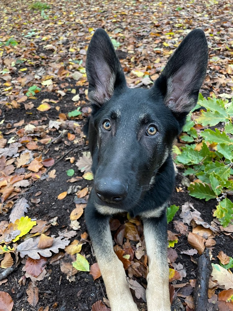 Hundetreffen-Vormittags-Treff-Profilbild