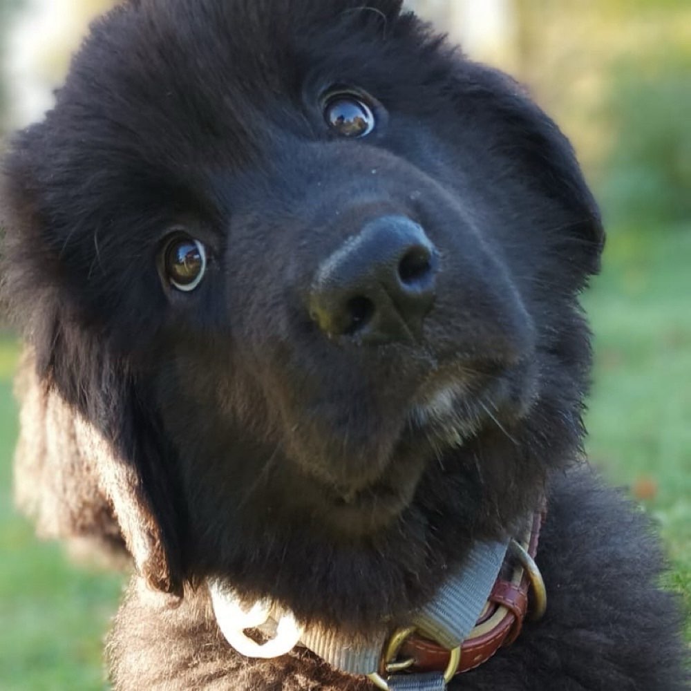 Hundetreffen-Welpe Alfi möchte spielen-Profilbild