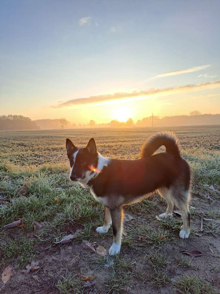 Hundetreffen-Hundetreffen in Burlo/Borken-Profilbild