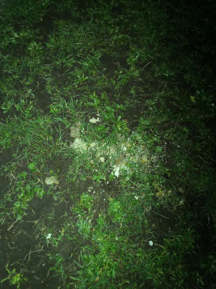 Giftköder-Giftköder? Hundewiese-Profilbild