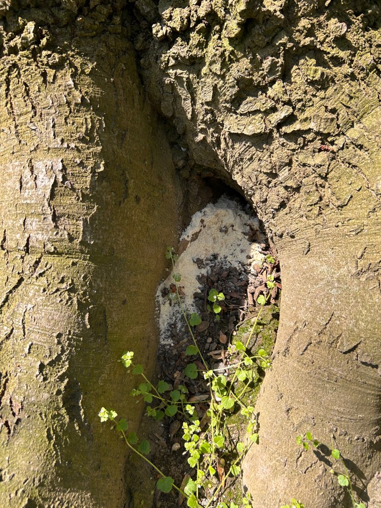 Giftköder-Komisches Pulver an Bäumen-Profilbild