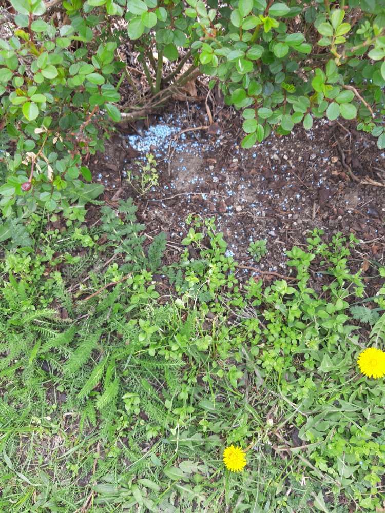 Giftköder-Blaues Schnekenkorn-Profilbild