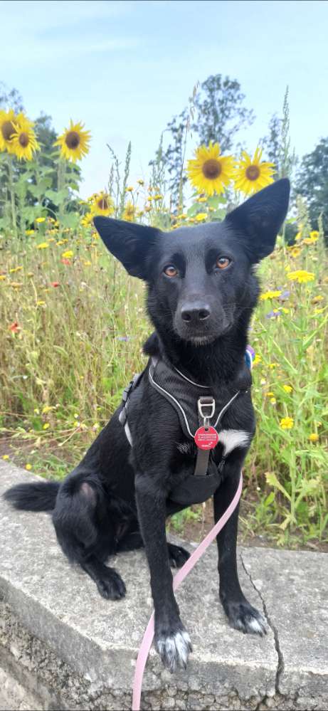 Hundetreffen-Kleine Flitzer gesucht-Profilbild