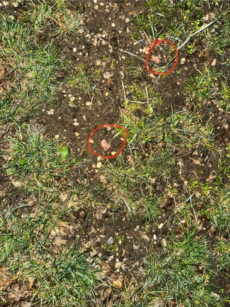 Giftköder-Katzenfutter / Giftköder-Profilbild