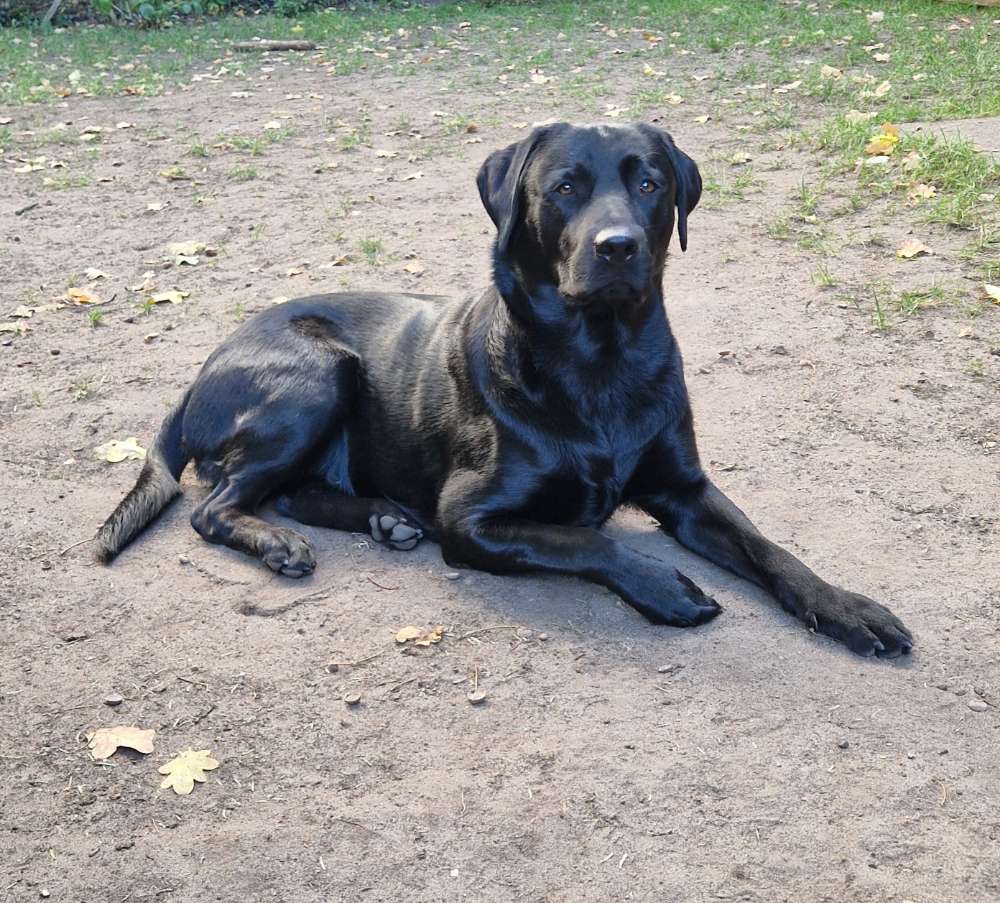 Hundetreffen-Spielfreunde oder Spaziergang gesucht in Eichtalpark.-Profilbild