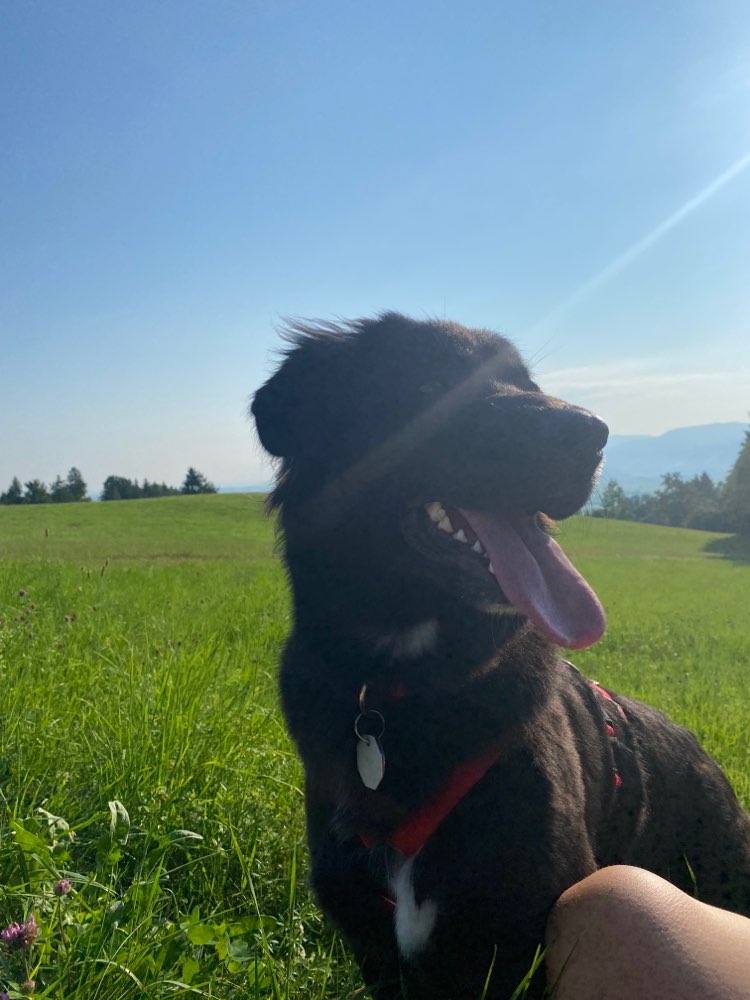 Hundetreffen-Gemeinsame Gassirunde-Profilbild