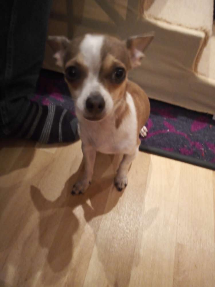 Hundetreffen-Nn-Profilbild