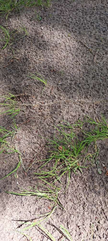 Giftköder-Eichenprossionsspinner-Profilbild