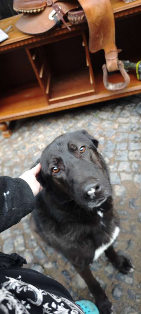 Hundetreffen-Suche Gassitreff, Spieletreffen, Sozialkontakte-Profilbild