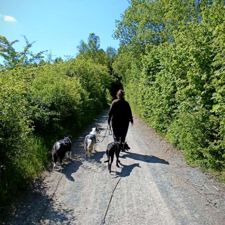 Hundetreffen-Social-Walk's-Profilbild