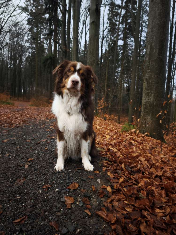 Hundetreffen-Neue Gassifreunde gesucht-Profilbild