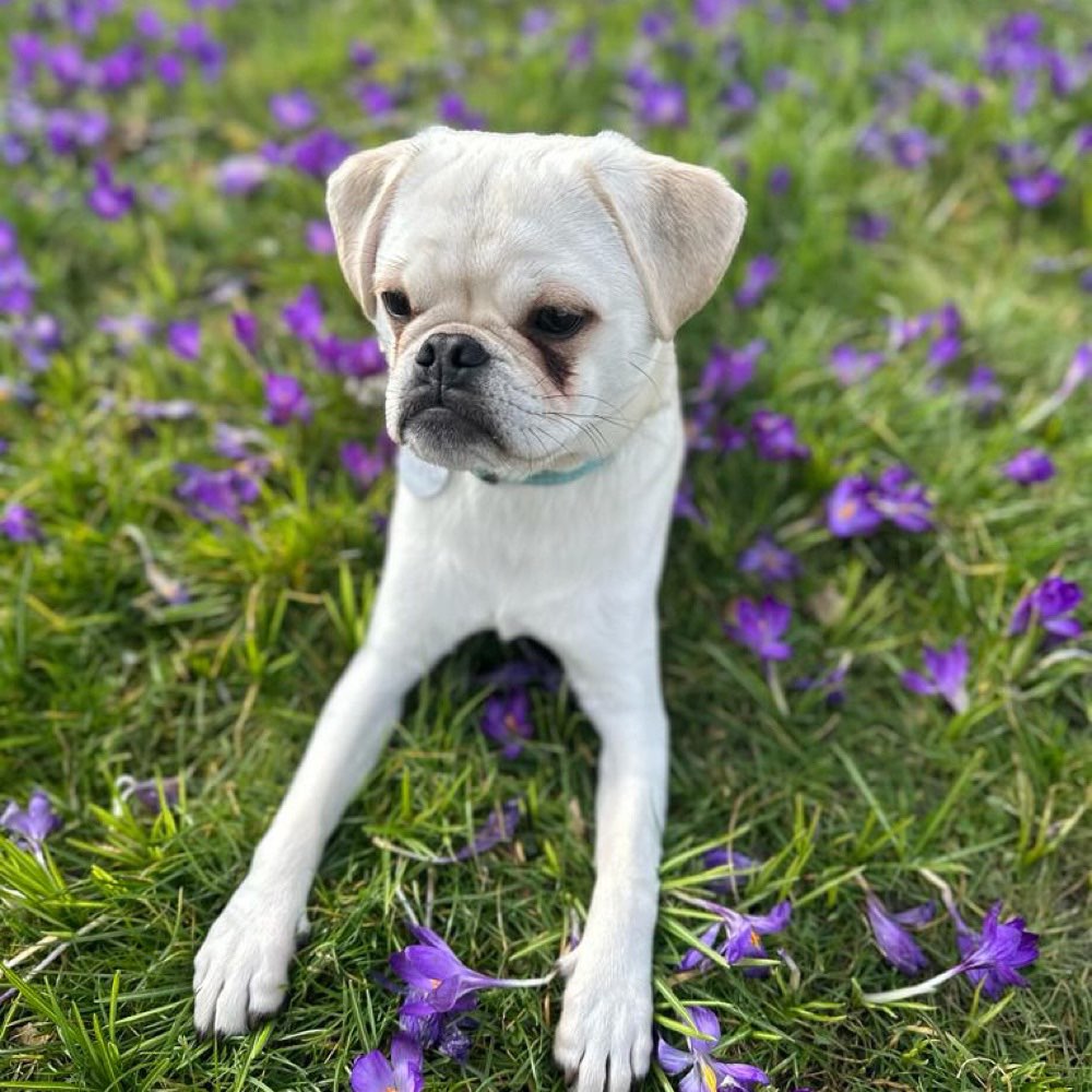 Hundetreffen-Junghunde Treffen-Profilbild