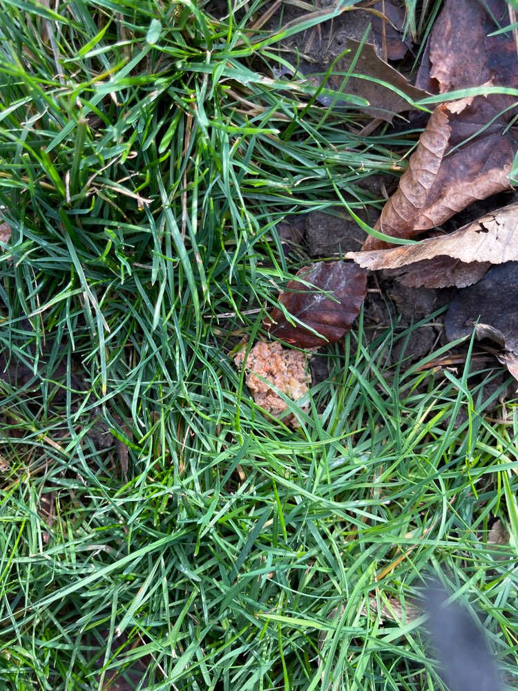 Giftköder-Giftköder-Profilbild