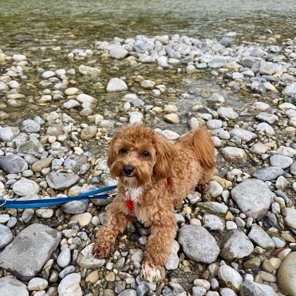 Hundetreffen-Kennenlernen treffen oder Gassirunde mit meinem 1jährigen Maltipoo-Profilbild