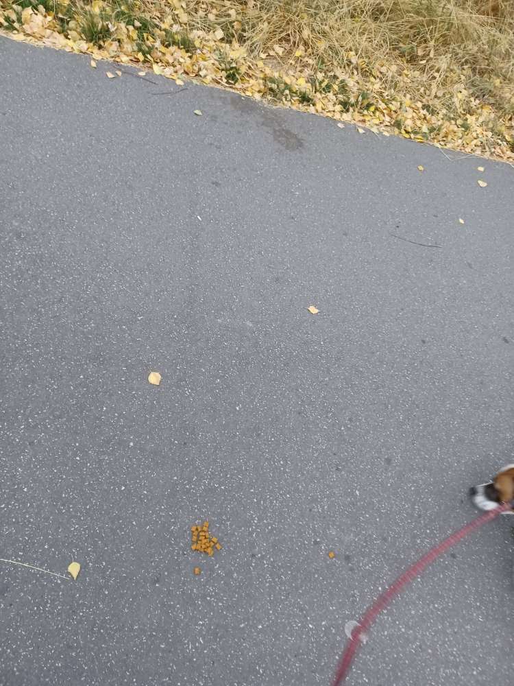 Giftköder-Ausgelegte Leckerlies-Profilbild